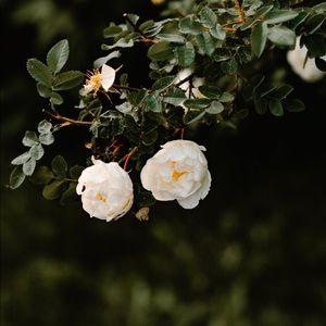 Meet your Posher, Tori